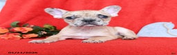 French Bulldog dogs for sale: Dijon - Ad 1