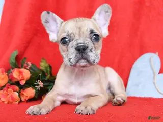 French Bulldog dogs Dijon - Ad 40