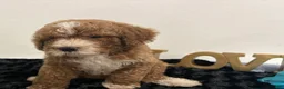 Mini Goldendoodle dogs for sale: Wyatt - Ad 2