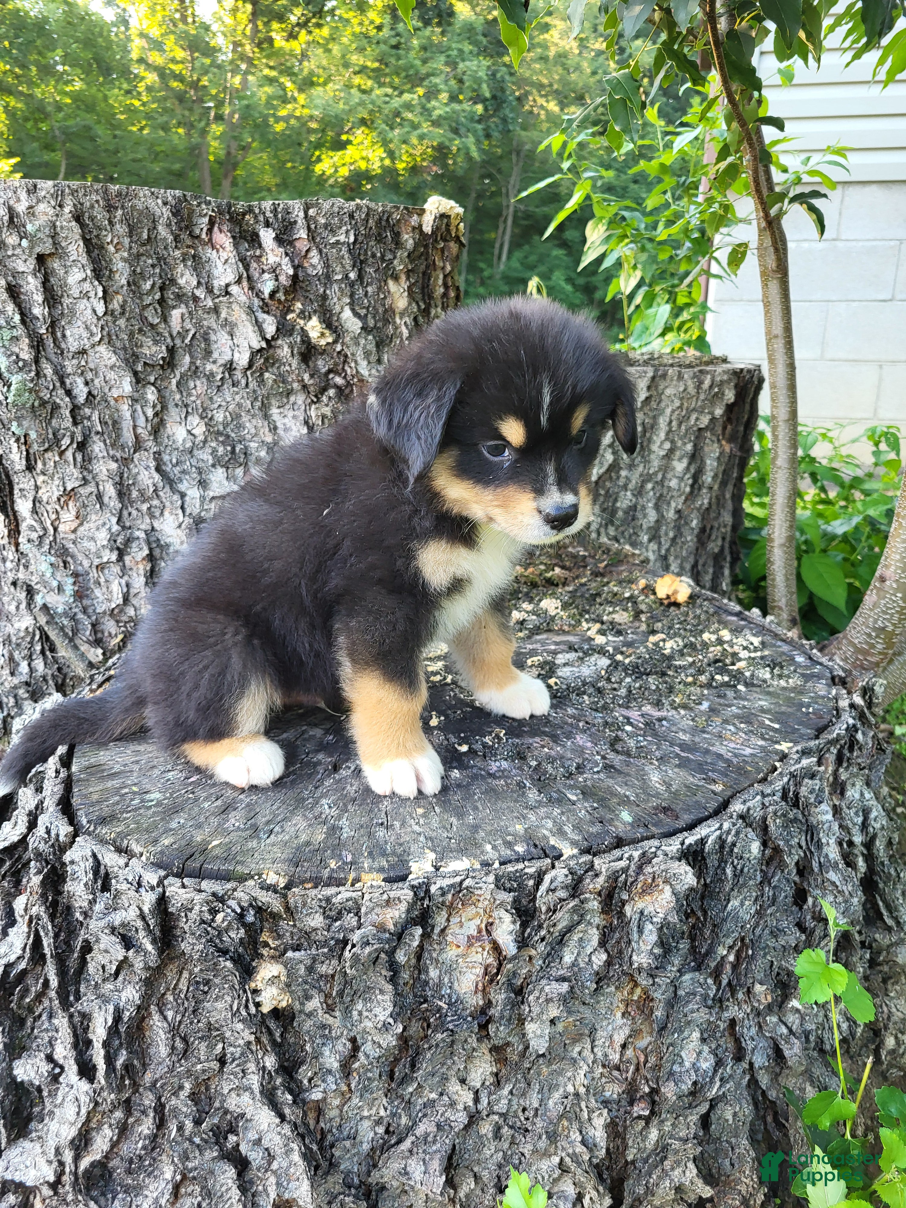 Mixed Breed dogs Leo - Ad 1