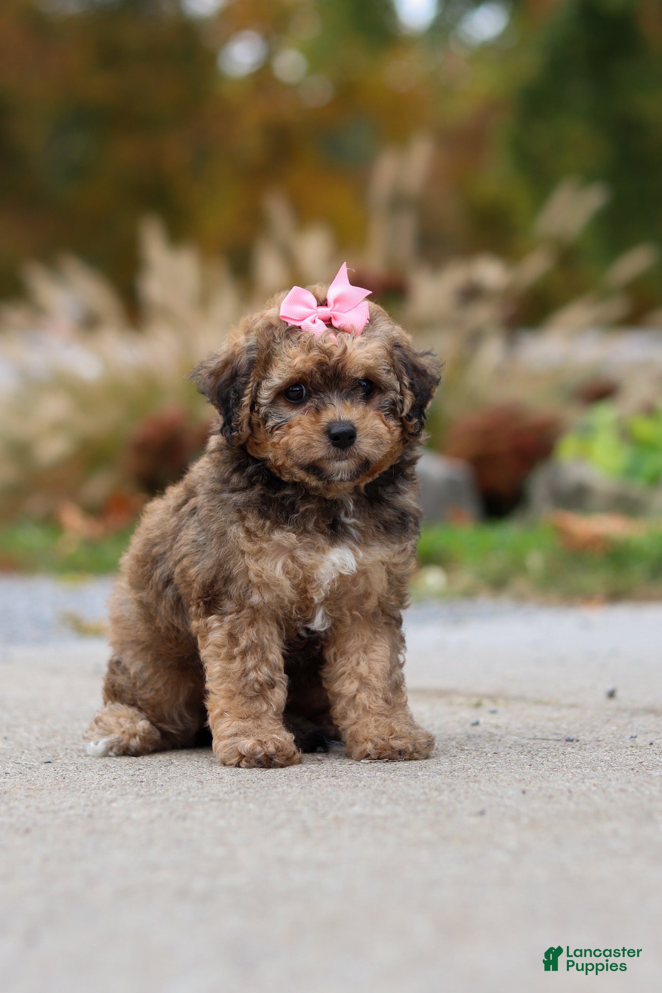 Bichpoo dogs for sale: Sadie - Ad 1