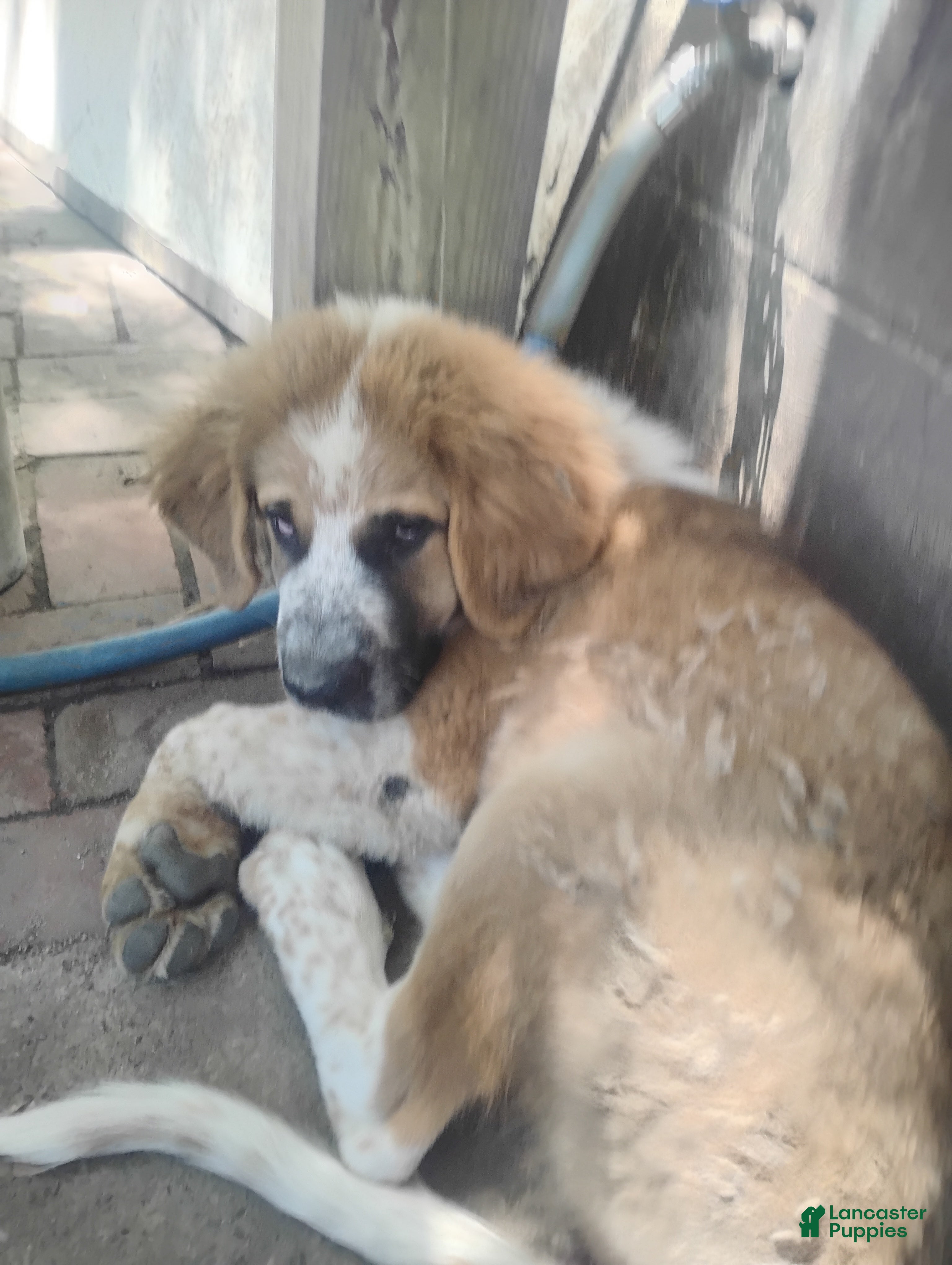 Saint Bernard dogs Saint Bernard 1 dirty face  - Ad 42