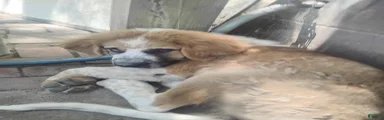 Saint Bernard 1 dirty face 