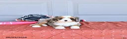 Mixed Breed dogs for sale: Rocket - Ad 4