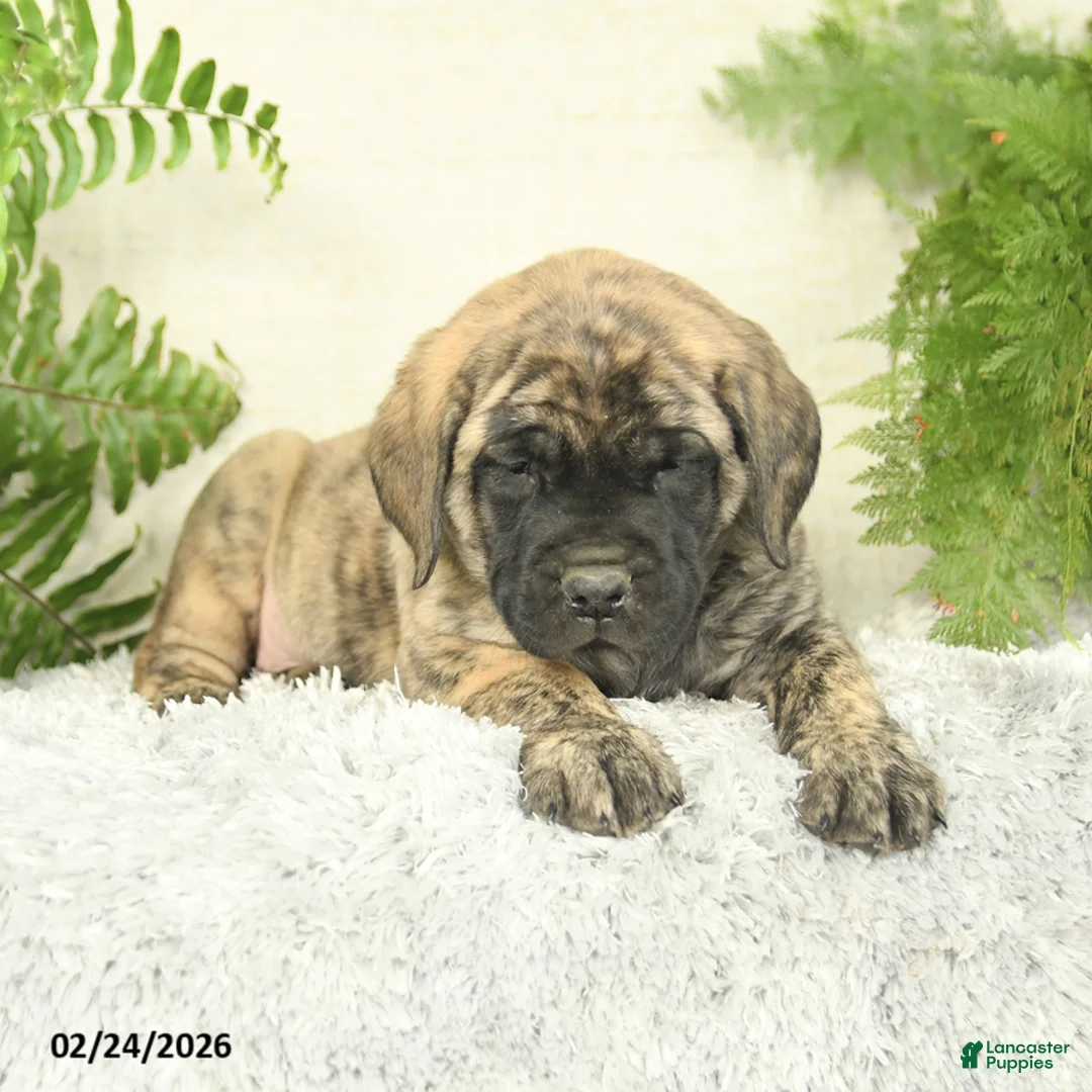 English Mastiff dogs for sale: Abby - Ad 3