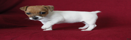 Jack Russell Terrier dogs for sale: Jack Russell Terrier Puppy 1 - Ad 5