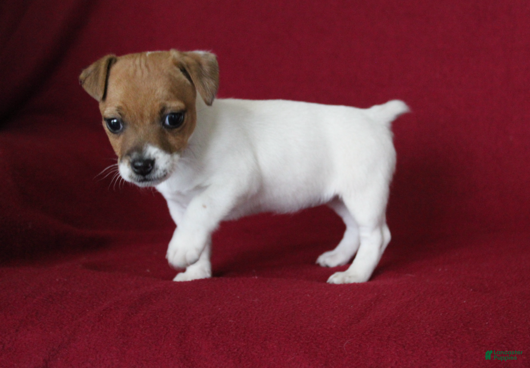 Jack Russell Terrier dogs for sale: Jack Russell Terrier Puppy 1 - Ad 5