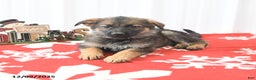 German Shepherd dogs for sale: Lassie - Ad 2