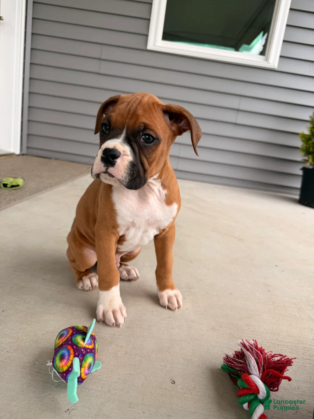 Boxer dogs for sale: Clint  - Ad 1