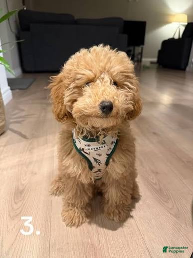 Miniature Poodle dogs Miniature Poodle 1 - Ad 7