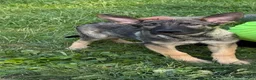 German Shepherd dogs for sale: Berkley - Ad 2