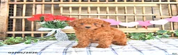 Mini Goldendoodle dogs for sale: Stella - Ad 1