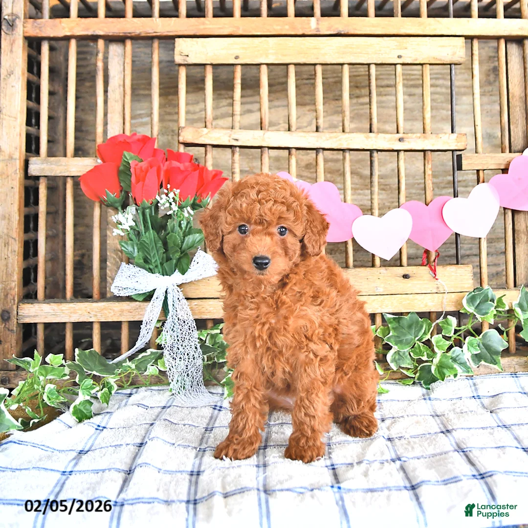 Mini Goldendoodle dogs for sale: Stella - Ad 1