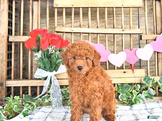 Mini Goldendoodle dogs Stella - Ad 39