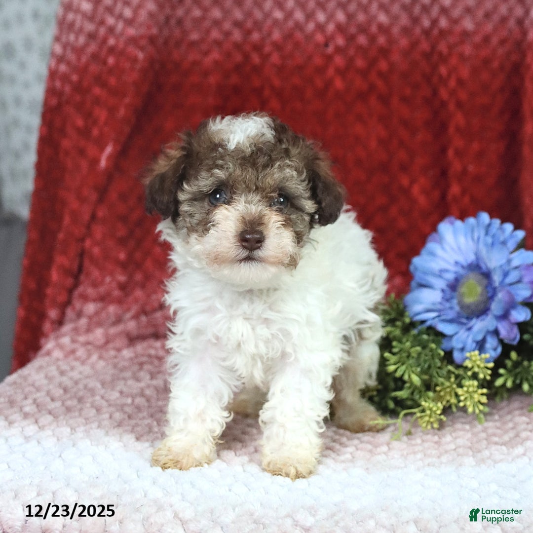 Miniature Poodle dogs for sale: Megan - Ad 4