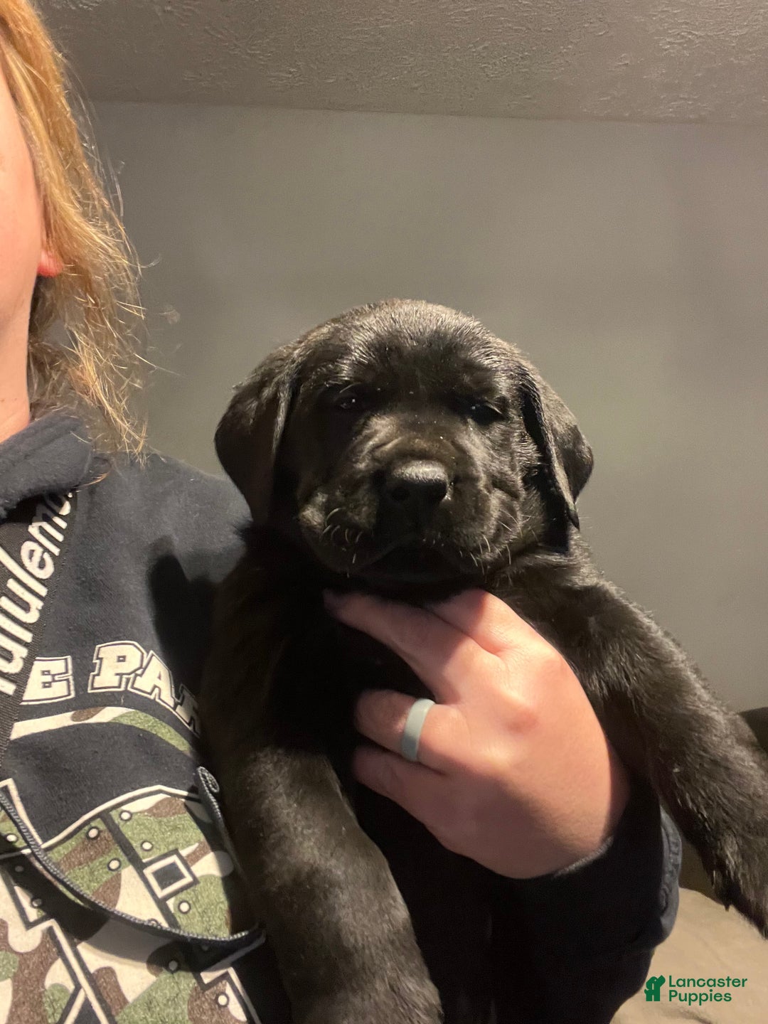 Mixed Breed dogs for sale: Mixed Breed Puppy 1 - Ad 1