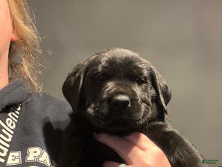 Mixed Breed dogs Mixed Breed Puppy 1 - Ad 41