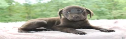 Labrador Retriever dogs for sale: Star - Ad 5