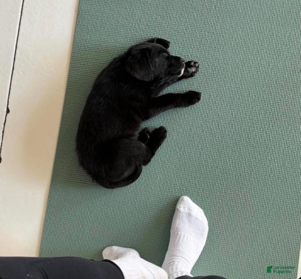 Mini Bernedoodle dogs Mini Bernedoodle Puppy 2 - Ad 12