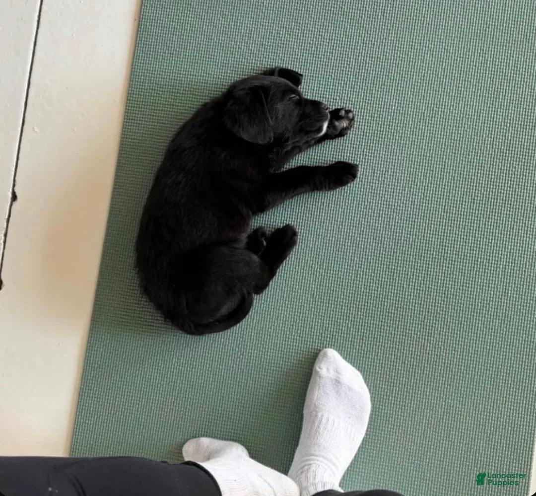 Mini Bernedoodle dogs for sale: Mini Bernedoodle Puppy 2 - Ad 1