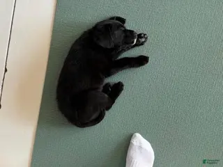 Mini Bernedoodle dogs Mini Bernedoodle Puppy 2 - Ad 12