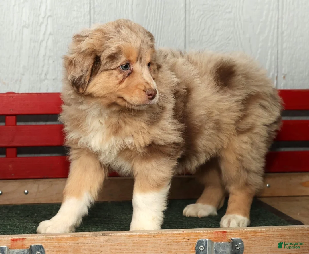 Australian Shepherd dogs for sale: Fern - Ad 9