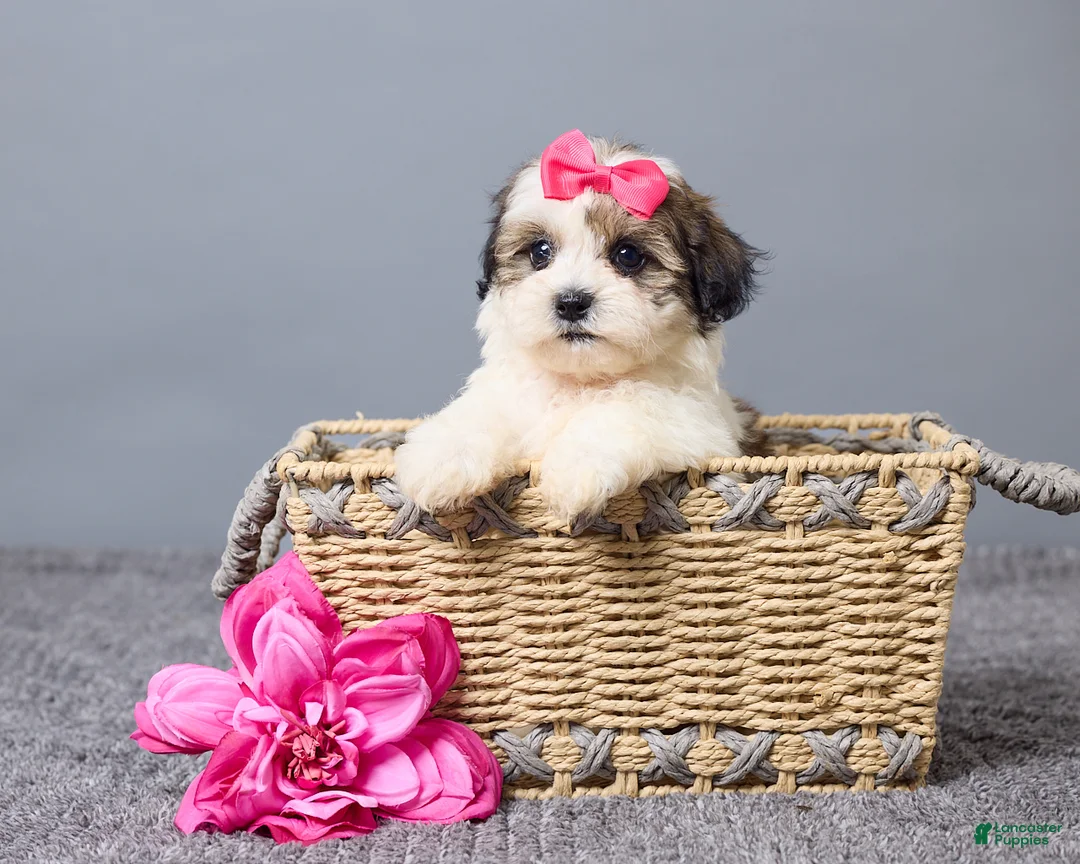 Teddy Bear dogs for sale: Lucy - Ad 1