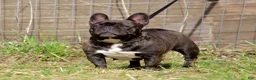 French Bulldog dogs for sale: Clove - Ad 5