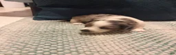 Dachshund dogs for sale: Dachshund Puppy 3 - Ad 7