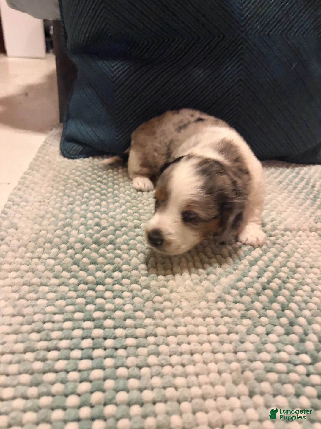 Dachshund dogs for sale: Dachshund Puppy 3 - Ad 7