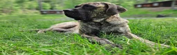 English Mastiff dogs for sale: English Mastiff Fawn Male - Ad 4