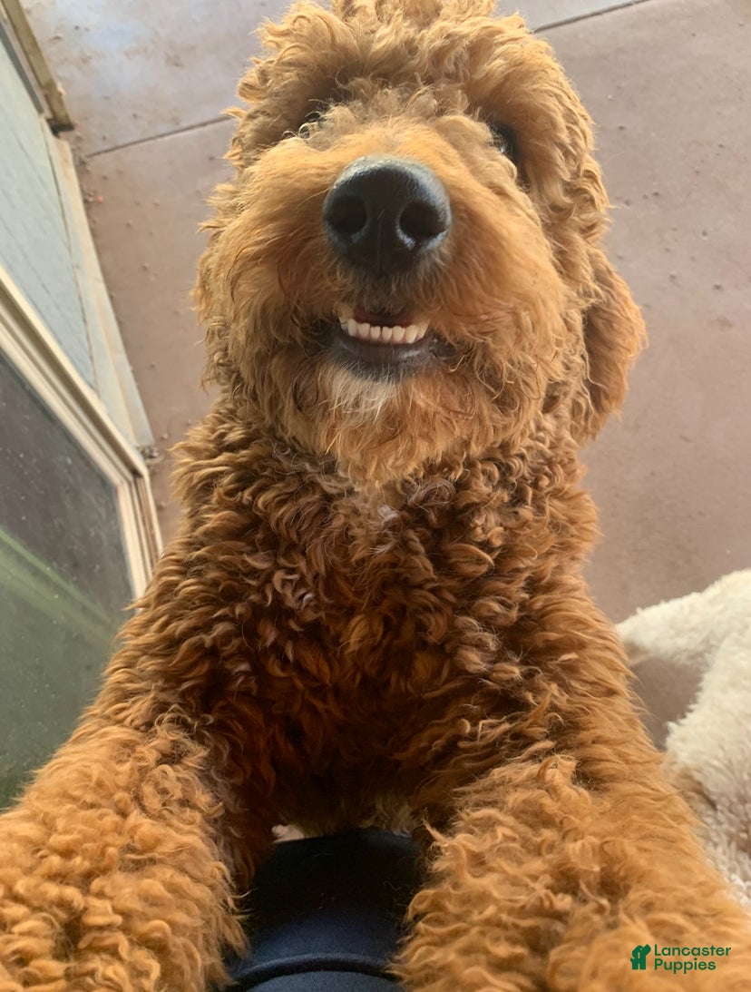 Mini Goldendoodle dogs Mini Goldendoodle Puppy 1 - Ad 1