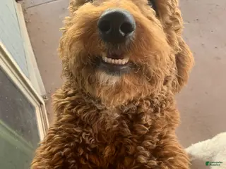 Mini Goldendoodle dogs Mini Goldendoodle Puppy 1 - Ad 1