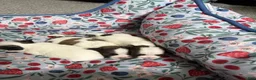 Shorkie dogs for sale: Shorkie 5 - Ad 9