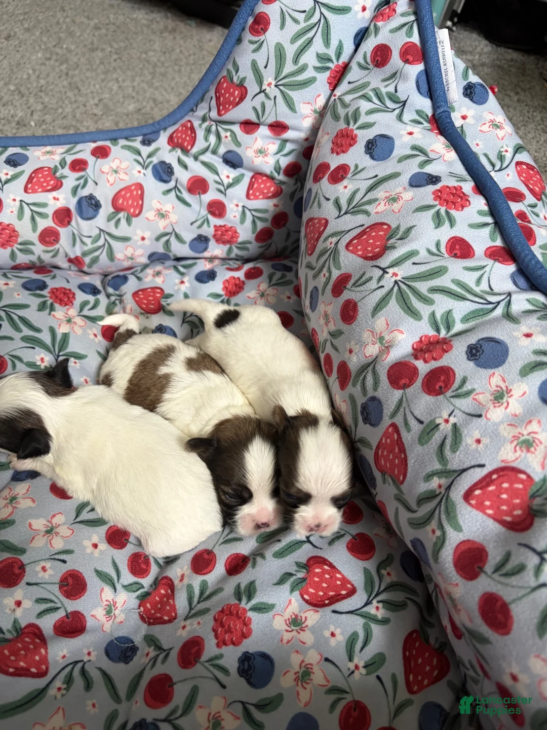 Shorkie dogs for sale: Shorkie 5 - Ad 9