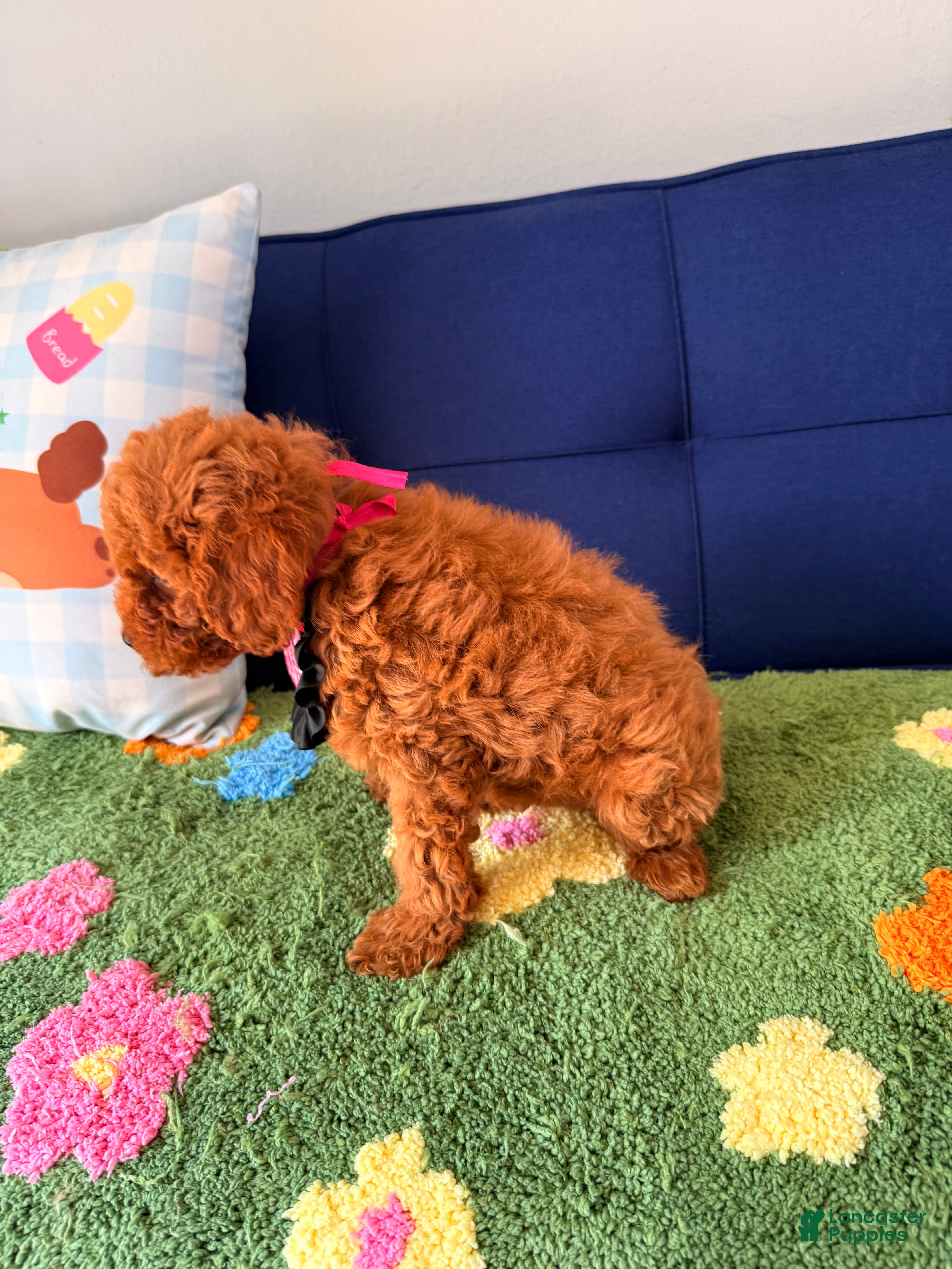Cavapoo dogs Cavapoo Puppy 4 - Ad 2