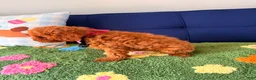 Cavapoo dogs for sale: Cavapoo Puppy 4 - Ad 2