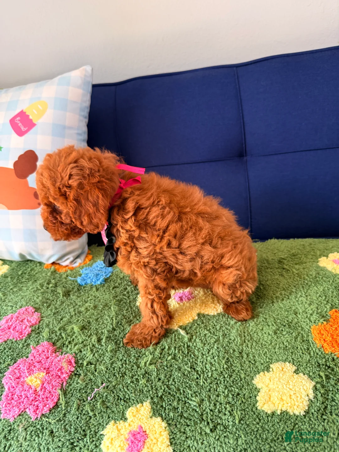 Cavapoo dogs for sale: Cavapoo Puppy 4 - Ad 2