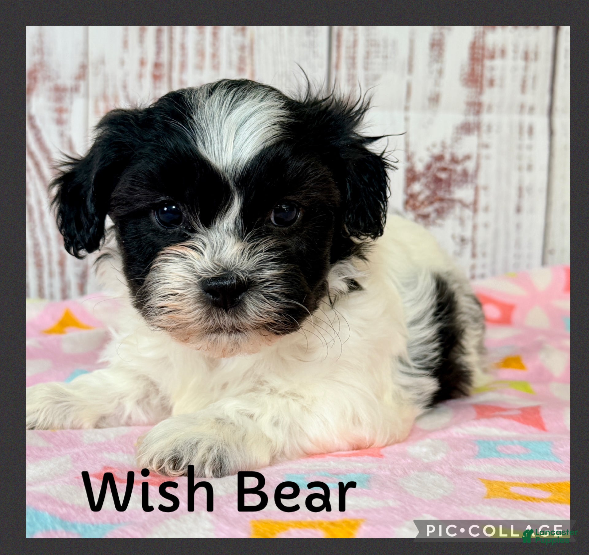 Teddy Bear dogs Wish Bear - Ad 1