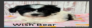 Wish Bear
