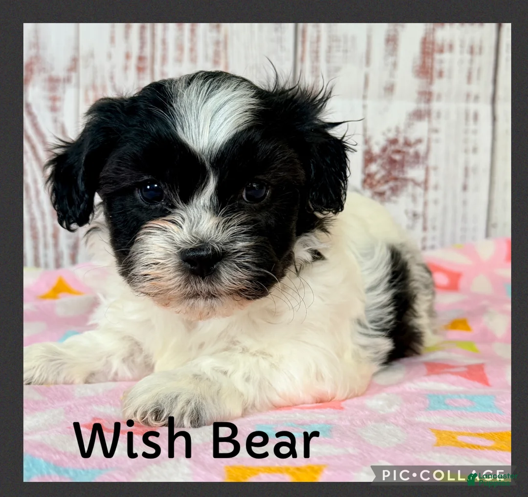Teddy Bear dogs for sale: Wish Bear - Ad 1