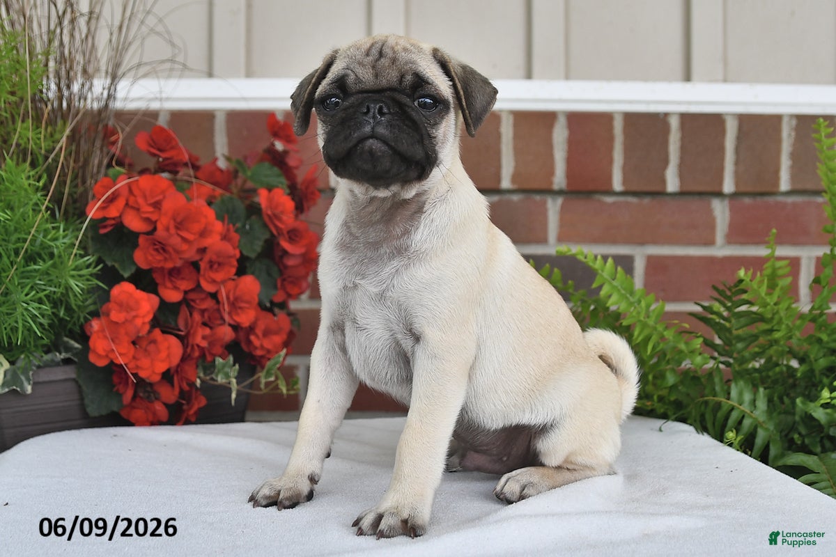 Pug dogs Shadow - Ad 2