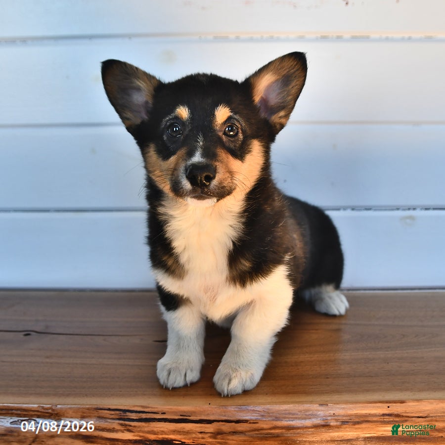 Welsh Corgi Pembroke dogs Truffle   - Ad 1
