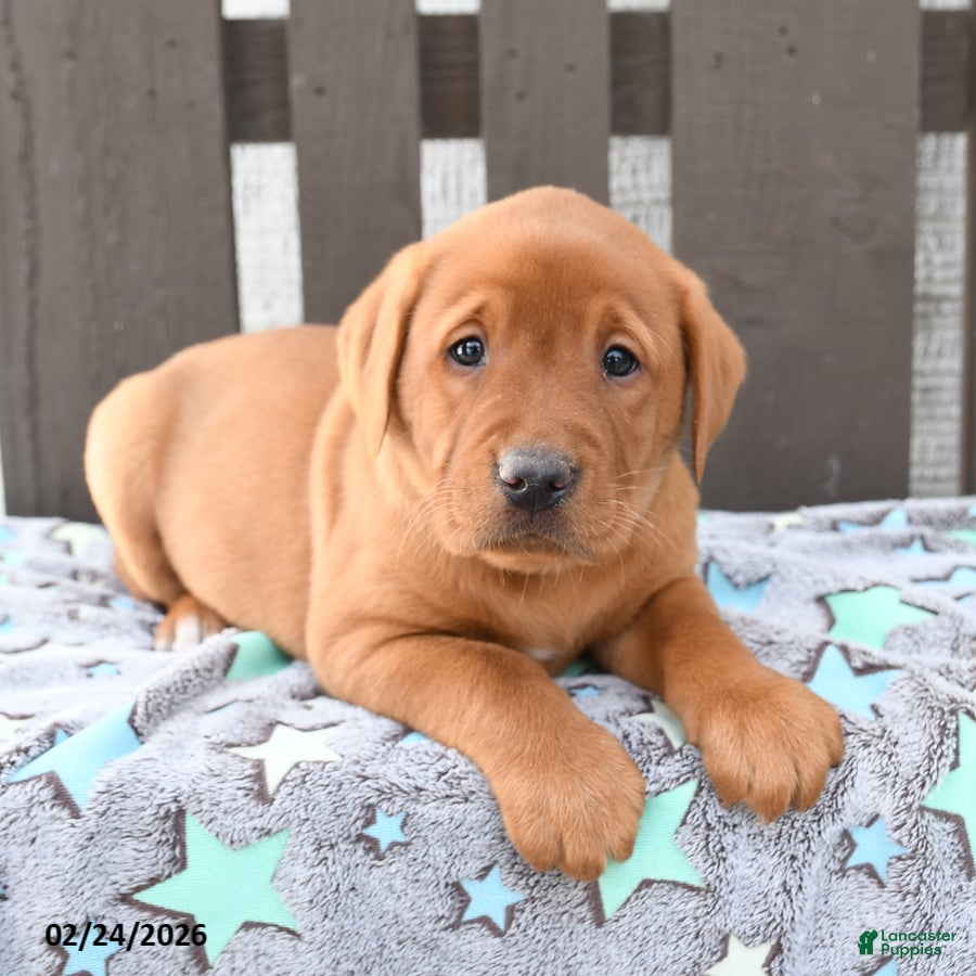 Labrador Retriever dogs Sam - Ad 2