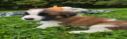 Saint Bernard dogs for sale: Willow - Ad 5