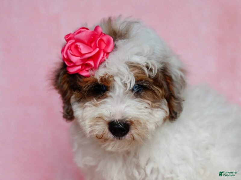Mini Bernedoodle dogs Sombrina - Ad 2