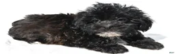 Shihpoo dogs for sale: Cody - Ad 5