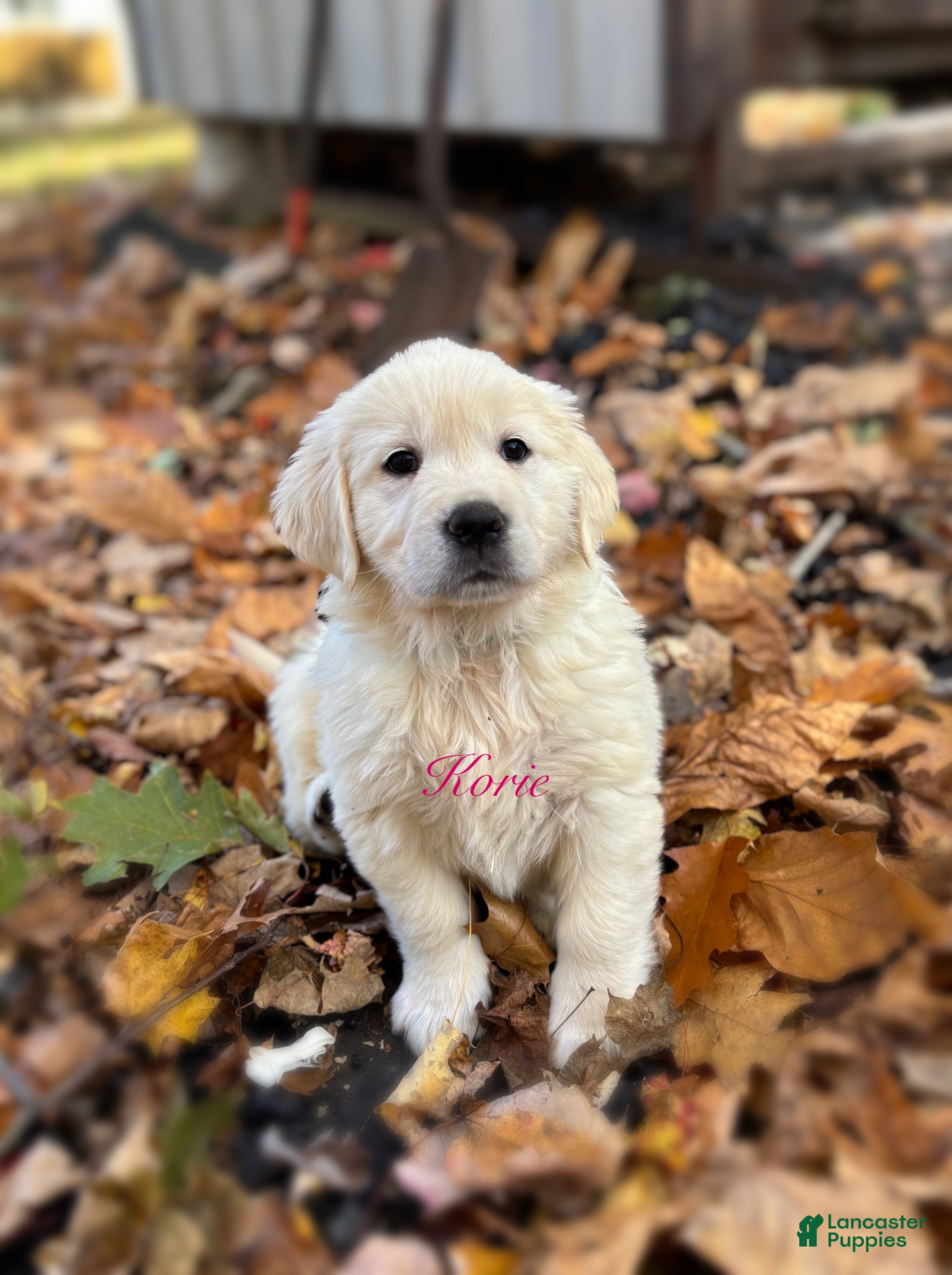 Golden Retriever dogs for sale: Korie - Ad 25