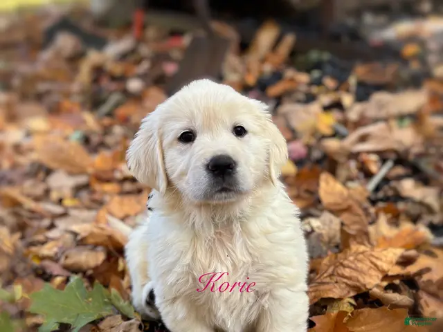 Golden Retriever dogs for sale: Korie - Ad 25