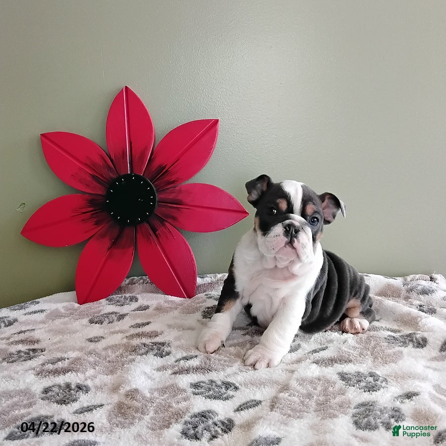 English Bulldog dogs Kylie - Ad 1